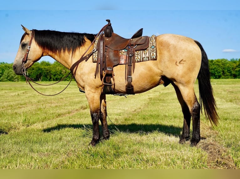 American Quarter Horse Wałach 12 lat 155 cm Jelenia in Valley Springs, SD