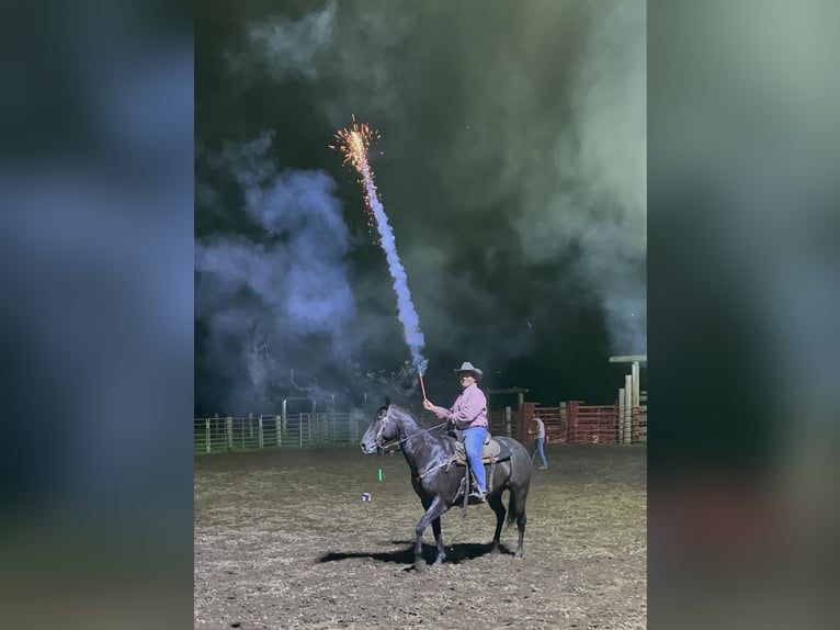 American Quarter Horse Wałach 12 lat 155 cm Kara in Lisbon IA