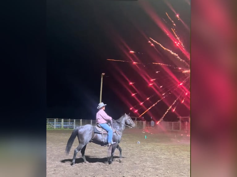 American Quarter Horse Wałach 12 lat 155 cm Kara in Lisbon IA