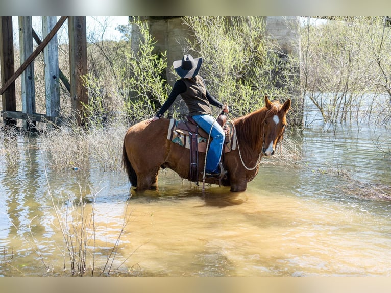 American Quarter Horse Wałach 12 lat 155 cm Szampańska in Sulfar Springs, TX