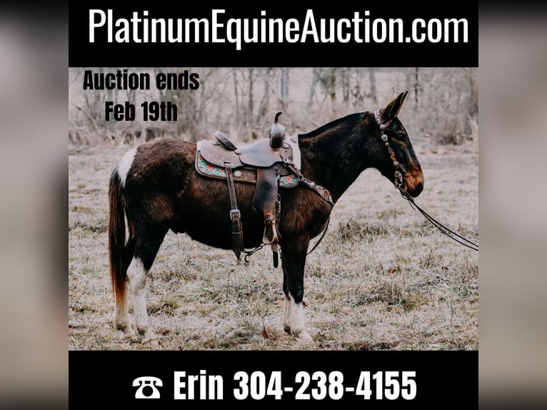 American Quarter Horse Wałach 12 lat 155 cm Tobiano wszelkich maści in Hillsboro KY
