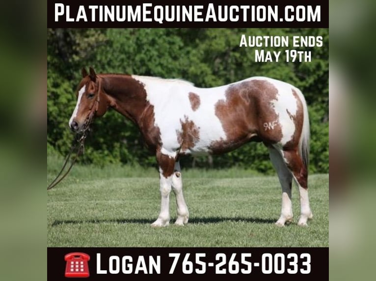 American Quarter Horse Wałach 12 lat 155 cm Tobiano wszelkich maści in Level Green KY