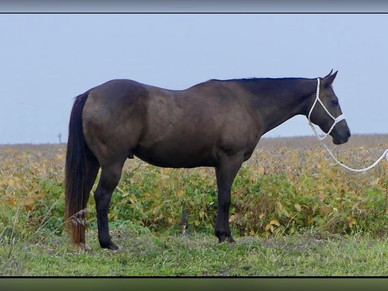 American Quarter Horse Wałach 12 lat 157 cm Gniada in Joy