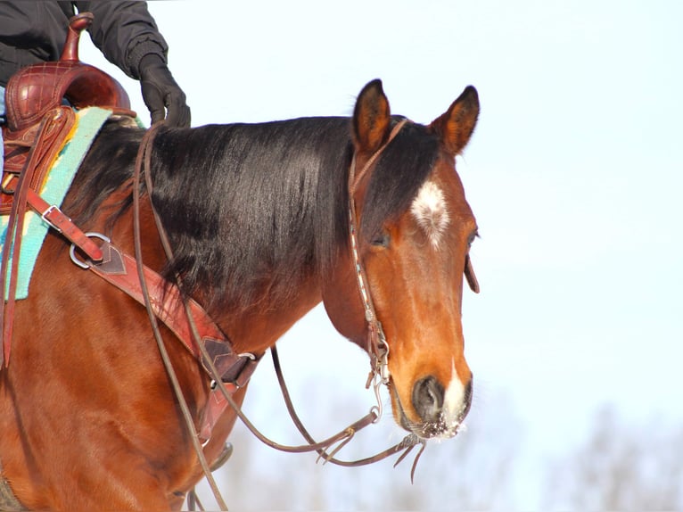 American Quarter Horse Wałach 12 lat 157 cm Gniada in Clarion