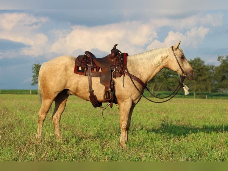 American Quarter Horse Wałach 12 lat 157 cm Izabelowata in Rebersburg, PA