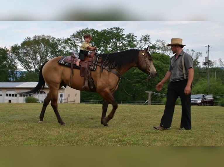 American Quarter Horse Wałach 12 lat 157 cm Jelenia in Rebersburg, PA