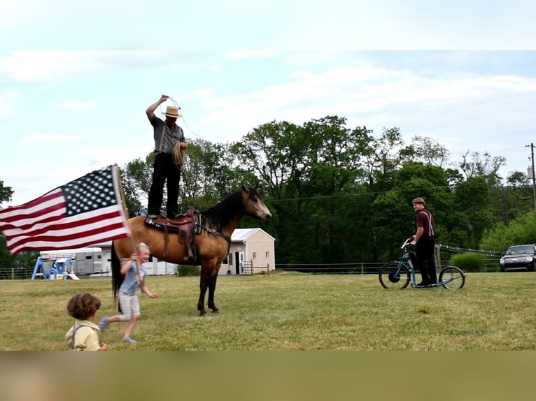 American Quarter Horse Wałach 12 lat 157 cm Jelenia in Rebersburg, PA