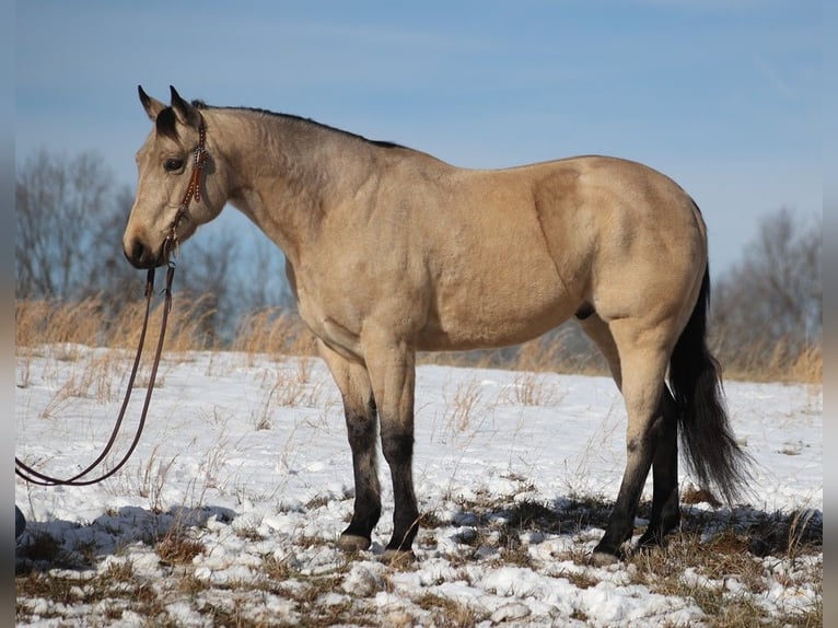 American Quarter Horse Wałach 12 lat 157 cm Jelenia in Brodhead KY