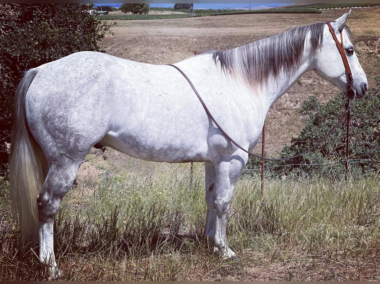 American Quarter Horse Wałach 12 lat 157 cm Siwa in waterford Ca