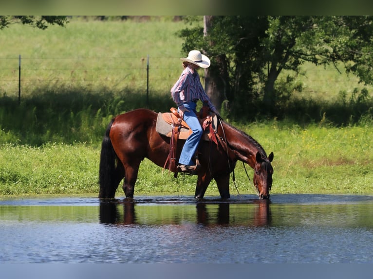 American Quarter Horse Wałach 12 lat 160 cm Gniada in Carthage