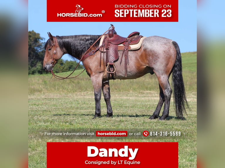 American Quarter Horse Wałach 12 lat 160 cm Gniadodereszowata in Shippenville, PA