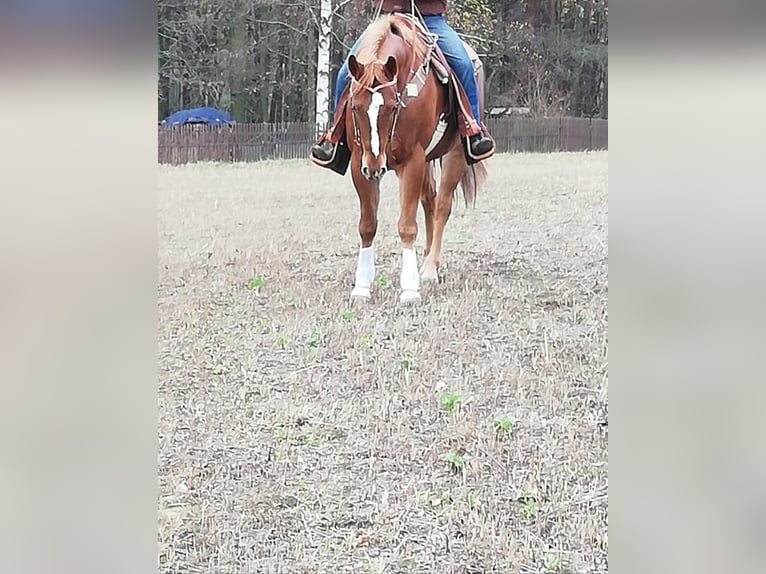 American Quarter Horse Wałach 12 lat 160 cm Kasztanowata in Stöckse
