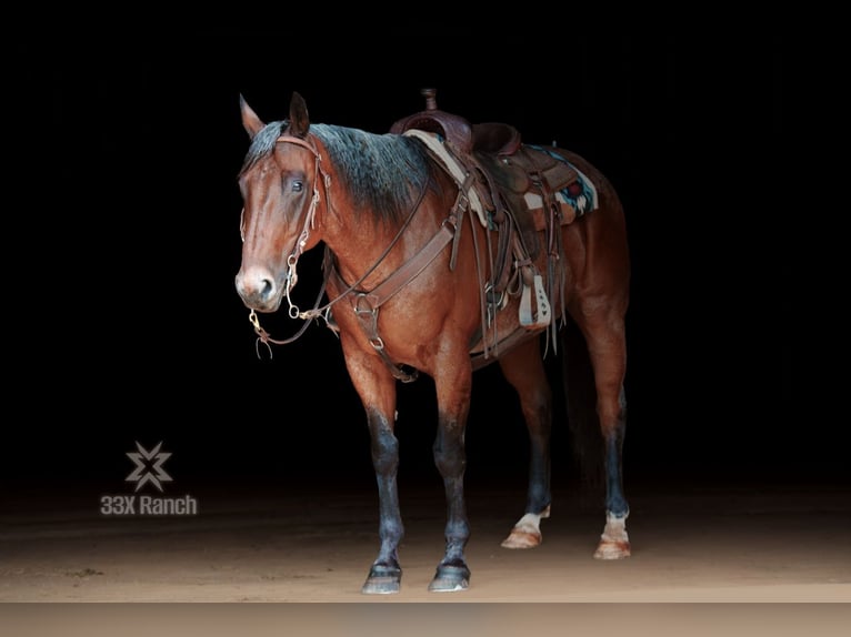 American Quarter Horse Wałach 12 lat 163 cm Gniadodereszowata in Needmore, PA