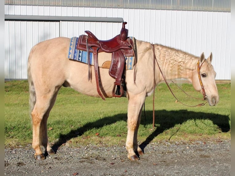 American Quarter Horse Mix Wałach 12 lat 163 cm Izabelowata in Allentown, NJ