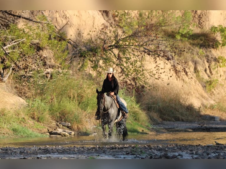 American Quarter Horse Wałach 12 lat 163 cm Karodereszowata in WEATHERFORD, TX