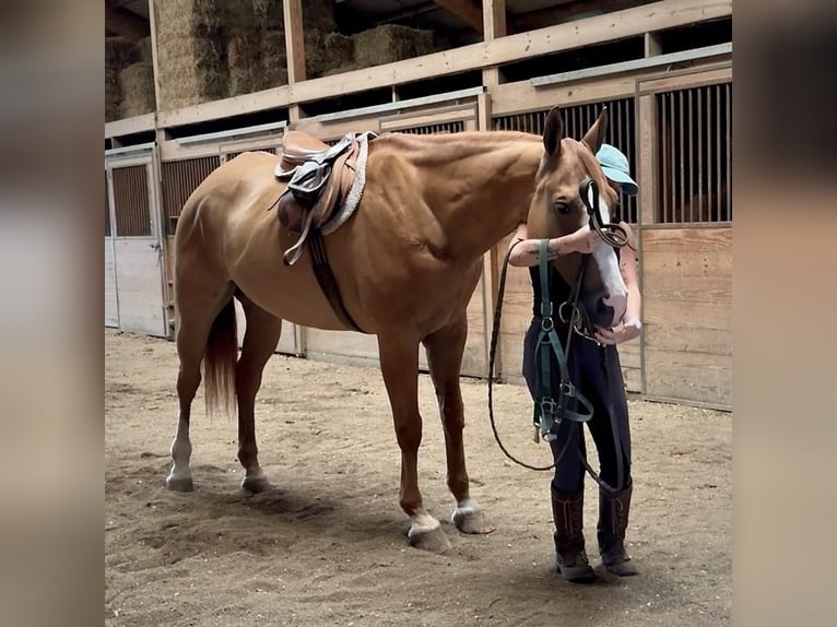 American Quarter Horse Wałach 12 lat 165 cm Bułana in Granby, CT