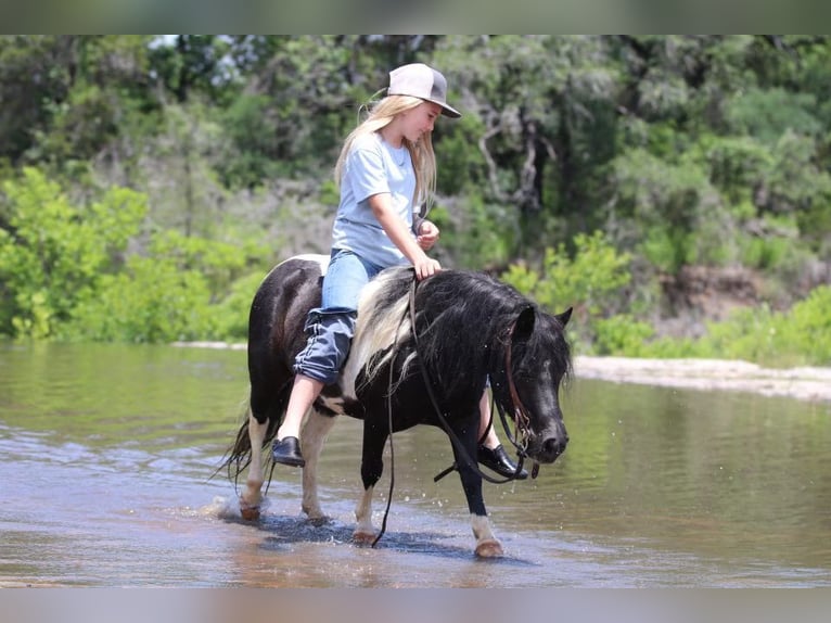 American Quarter Horse Wałach 12 lat 91 cm Tobiano wszelkich maści in Morgan Mill TX