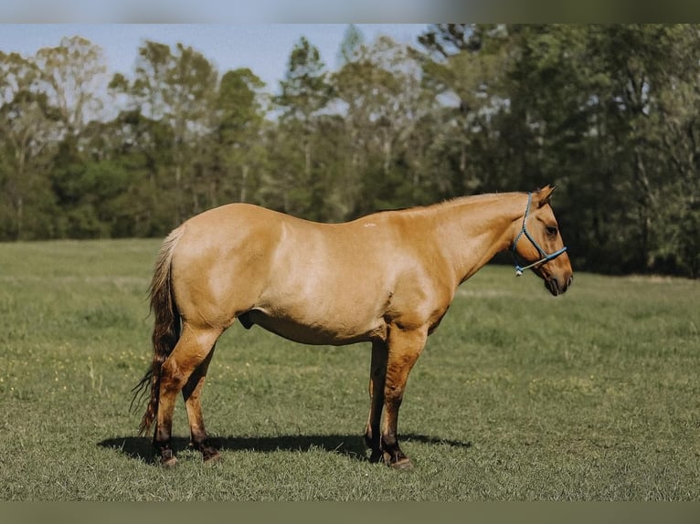 American Quarter Horse Wałach 12 lat Bułana in Lyles, TN