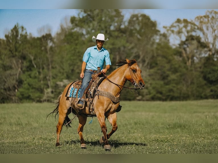 American Quarter Horse Wałach 12 lat Bułana in Lyles, TN