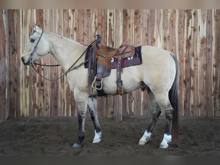 American Quarter Horse Mix Wałach 12 lat Bułana in Valley Springs, SD