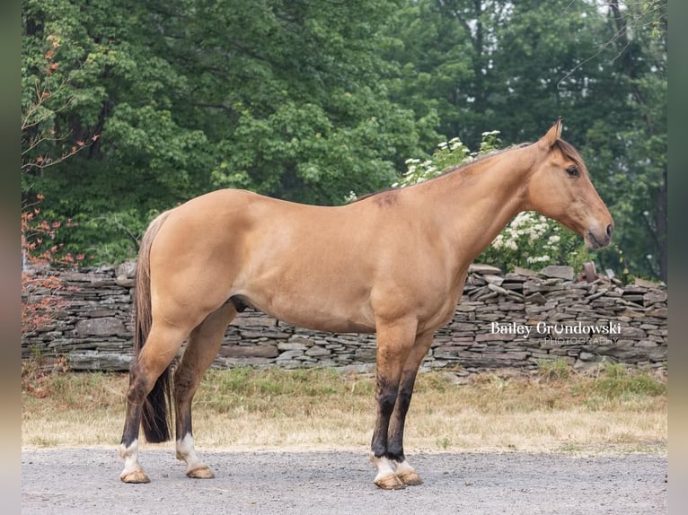 American Quarter Horse Wałach 12 lat Bułana in Everett PA