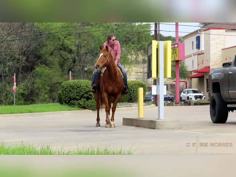 American Quarter Horse Wałach 12 lat Ciemnokasztanowata in Stephenville TX