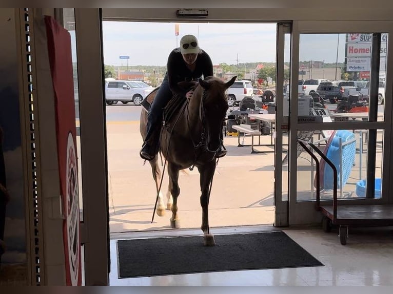 American Quarter Horse Wałach 12 lat Ciemnokasztanowata in Weatherford TX