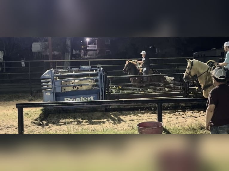 American Quarter Horse Wałach 12 lat Ciemnokasztanowata in Weatherford TX