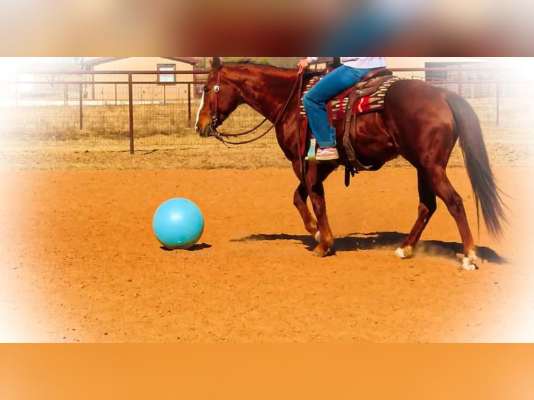American Quarter Horse Wałach 12 lat Ciemnokasztanowata in Stephenville, TX