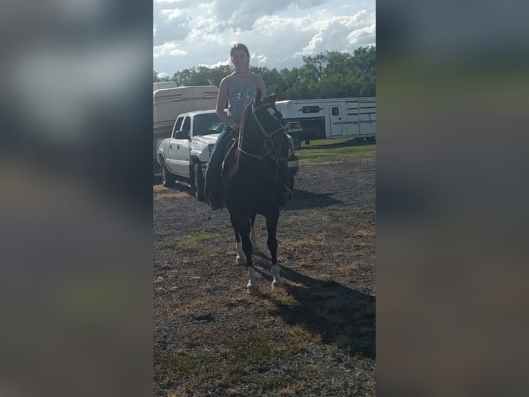 American Quarter Horse Wałach 12 lat Gniada in Fall River