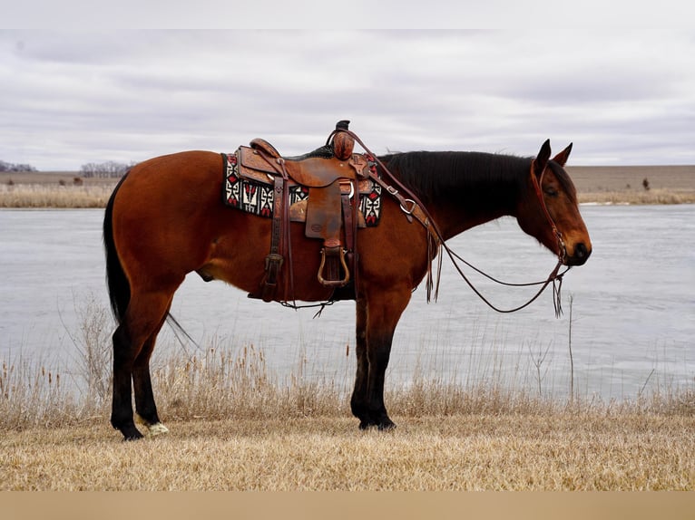 American Quarter Horse Wałach 12 lat Gniada in Brandon