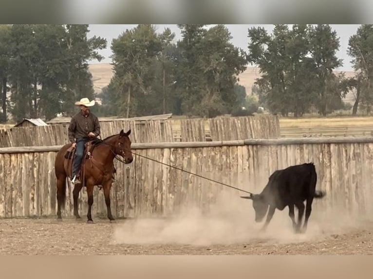 American Quarter Horse Wałach 12 lat Gniada in Drummond, MT