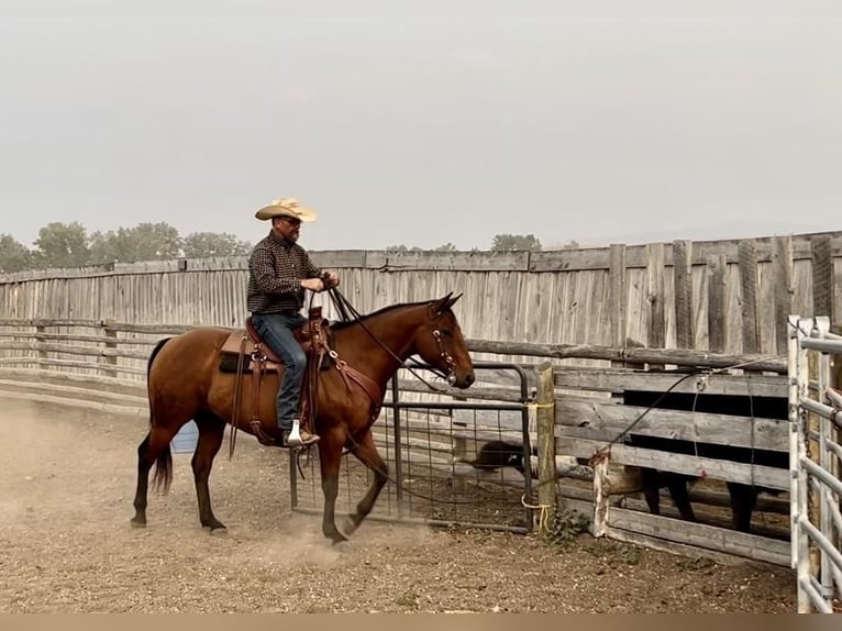 American Quarter Horse Wałach 12 lat Gniada in Drummond, MT