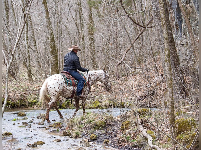 American Quarter Horse Wałach 12 lat Gniada in Mountain Grove MO