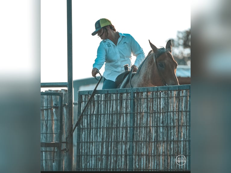 American Quarter Horse Wałach 12 lat Gniadodereszowata in Weatherford TX