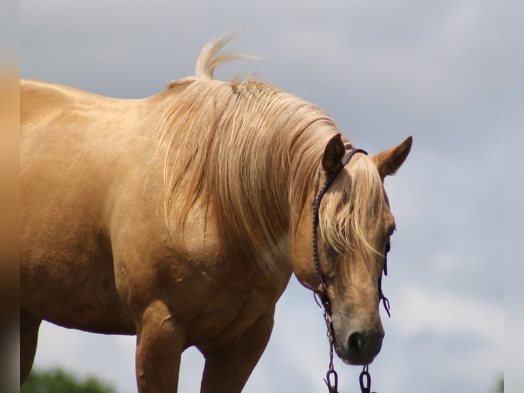 American Quarter Horse Wałach 12 lat Izabelowata in Brodhead Ky