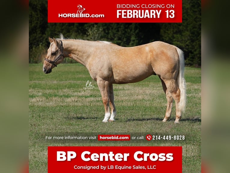 American Quarter Horse Wałach 12 lat Izabelowata in Terrell, TX