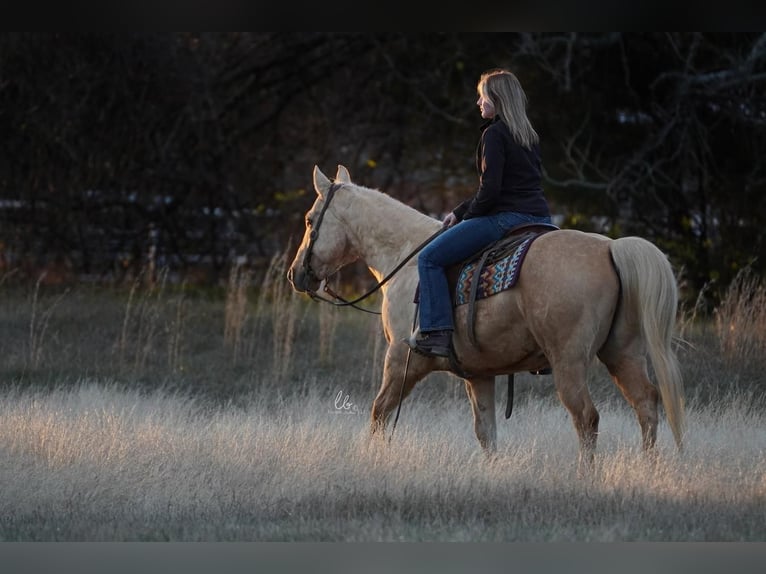 American Quarter Horse Wałach 12 lat Izabelowata in Terrell, TX