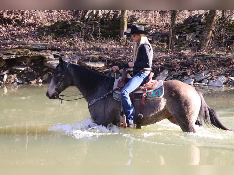 American Quarter Horse Wałach 12 lat Jelenia in Flemingsburg, KY
