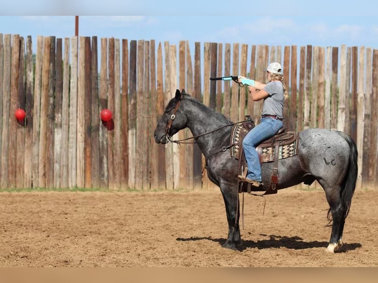 American Quarter Horse Wałach 12 lat Karodereszowata in Joshua, TX
