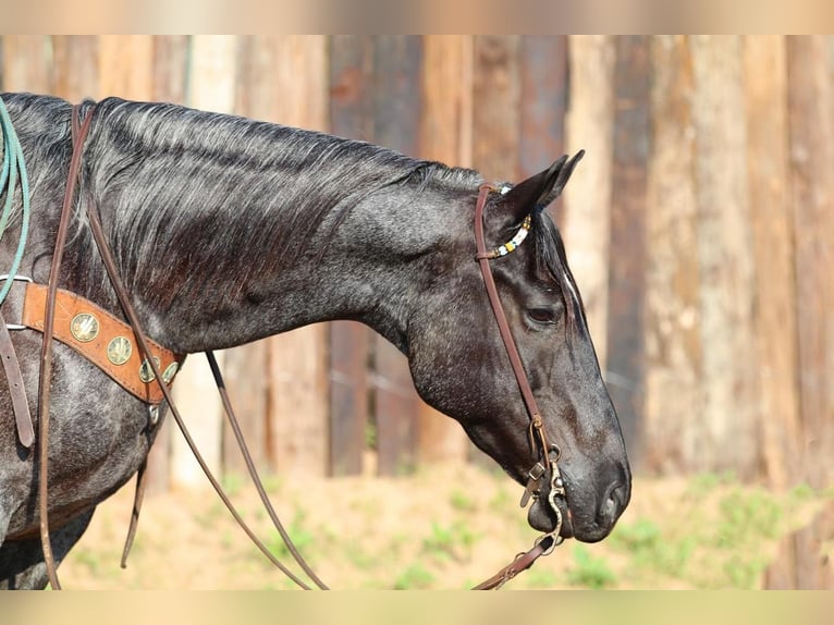 American Quarter Horse Wałach 12 lat Karodereszowata in Joshua, TX