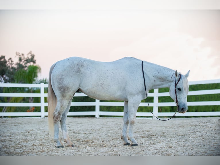 American Quarter Horse Wałach 12 lat Siwa in Murrieta, CA