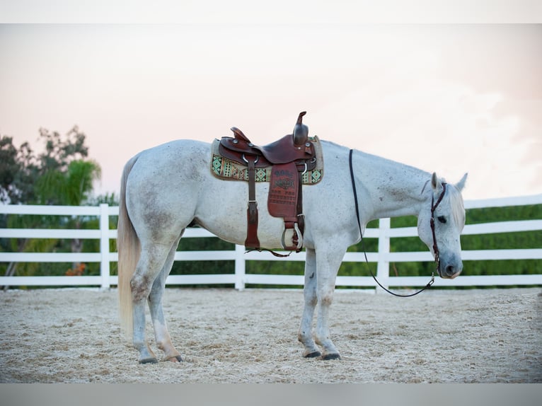 American Quarter Horse Wałach 12 lat Siwa in Murrieta, CA