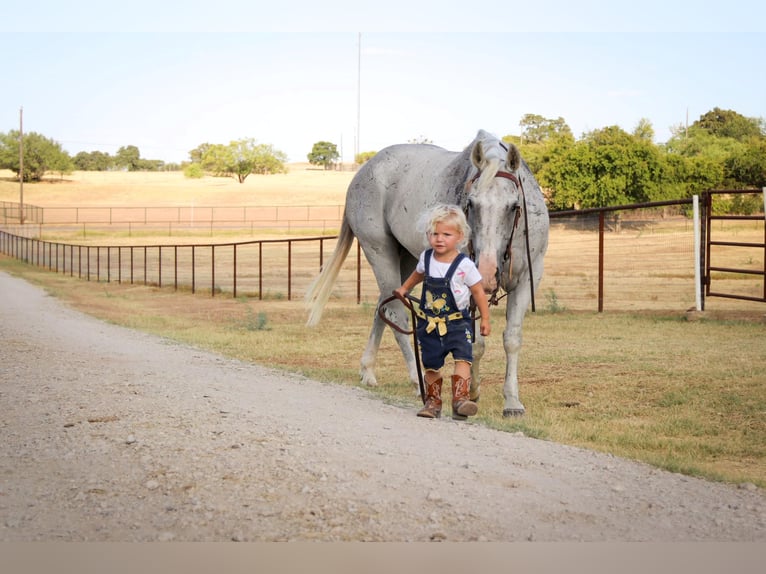 American Quarter Horse Wałach 12 lat Siwa in cleburne TX