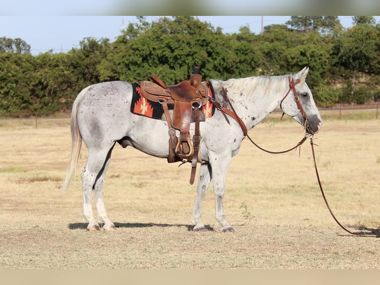American Quarter Horse Wałach 12 lat Siwa in cleburne TX