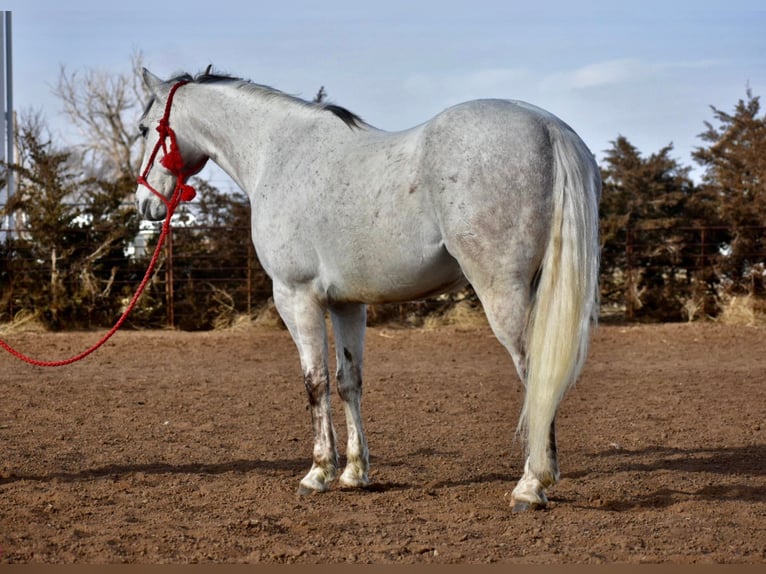 American Quarter Horse Wałach 12 lat Siwa in Sweet Springs MO