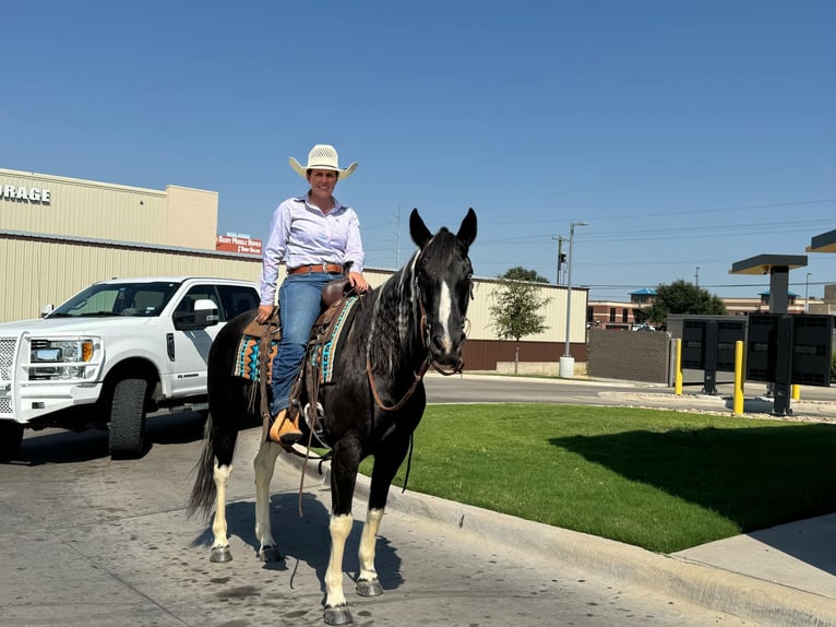 American Quarter Horse Wałach 12 lat Tobiano wszelkich maści in Keene TX