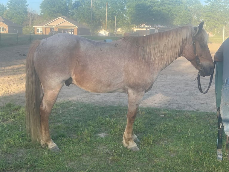 American Quarter Horse Wałach 13 lat 137 cm Kasztanowatodereszowata in Brierfield Al