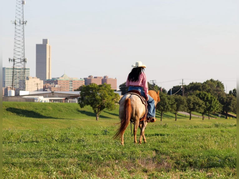 American Quarter Horse Wałach 13 lat 137 cm Kasztanowatodereszowata in Stephenville TX