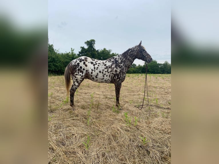 American Quarter Horse Wałach 13 lat 140 cm Ciemnokasztanowata in West LIberty Ky
